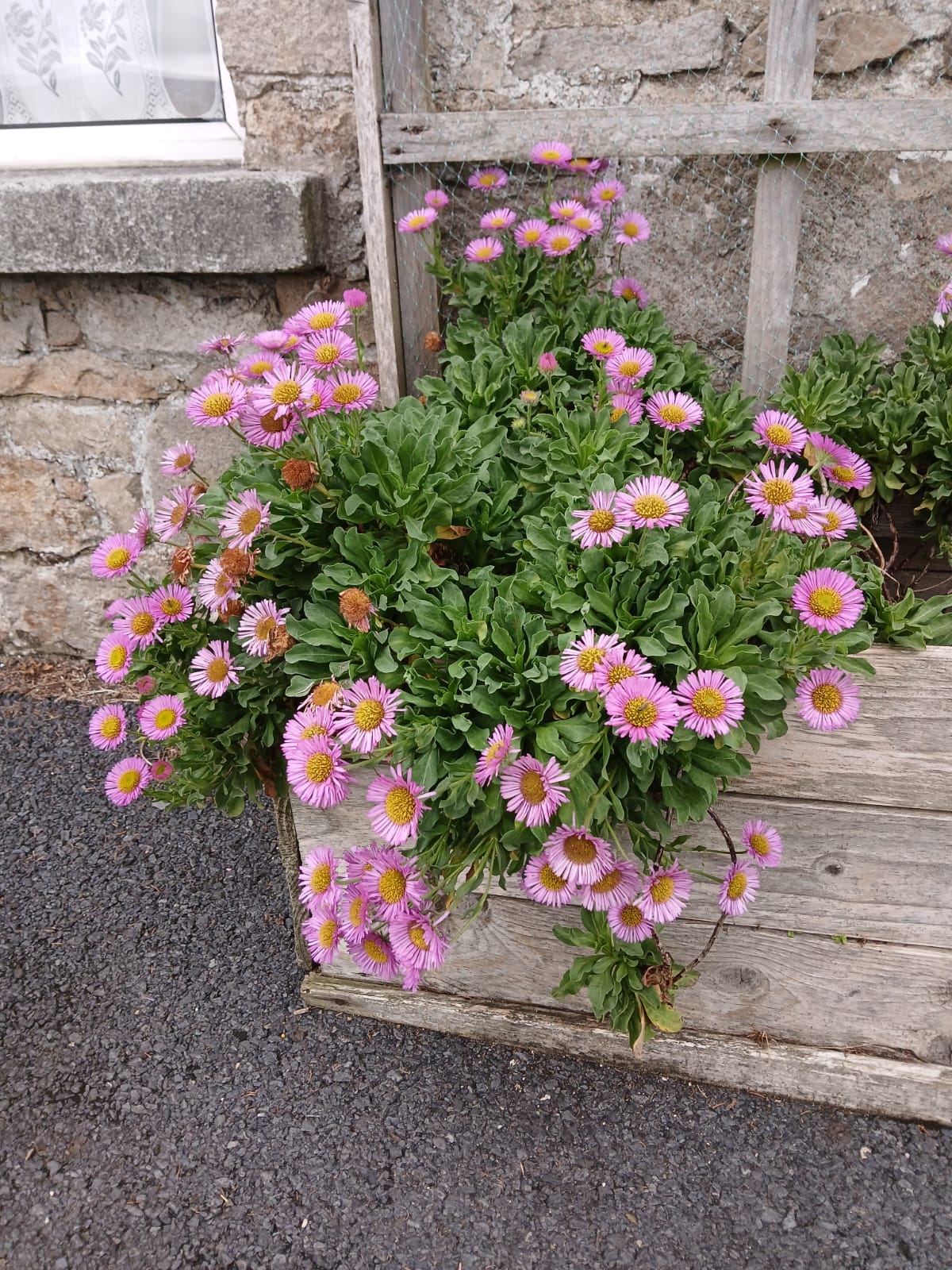 Hand Knitted Pure Wool Headband With Embroidered Flowers HB083 Fine Knit Light Purple - Image 4