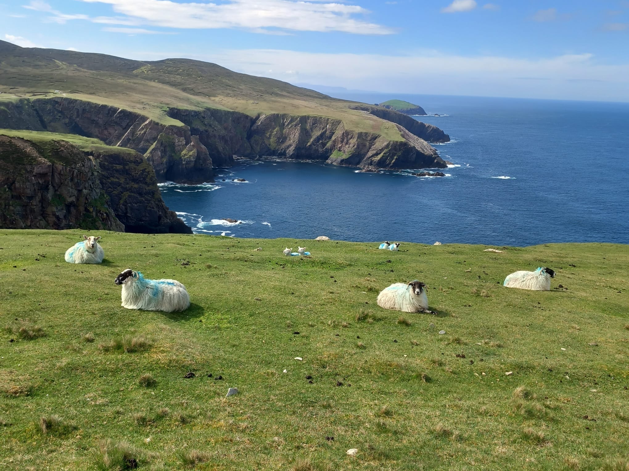 Hand Knitted Pure Wool Flock Of Sheep Winter Hat Bobble Beanie Baby Pink RC23 - Image 4