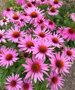 Alternative view of Hand-knit Pure Wool Bobble Beanie Embroidery Daisy Flower Design PN049