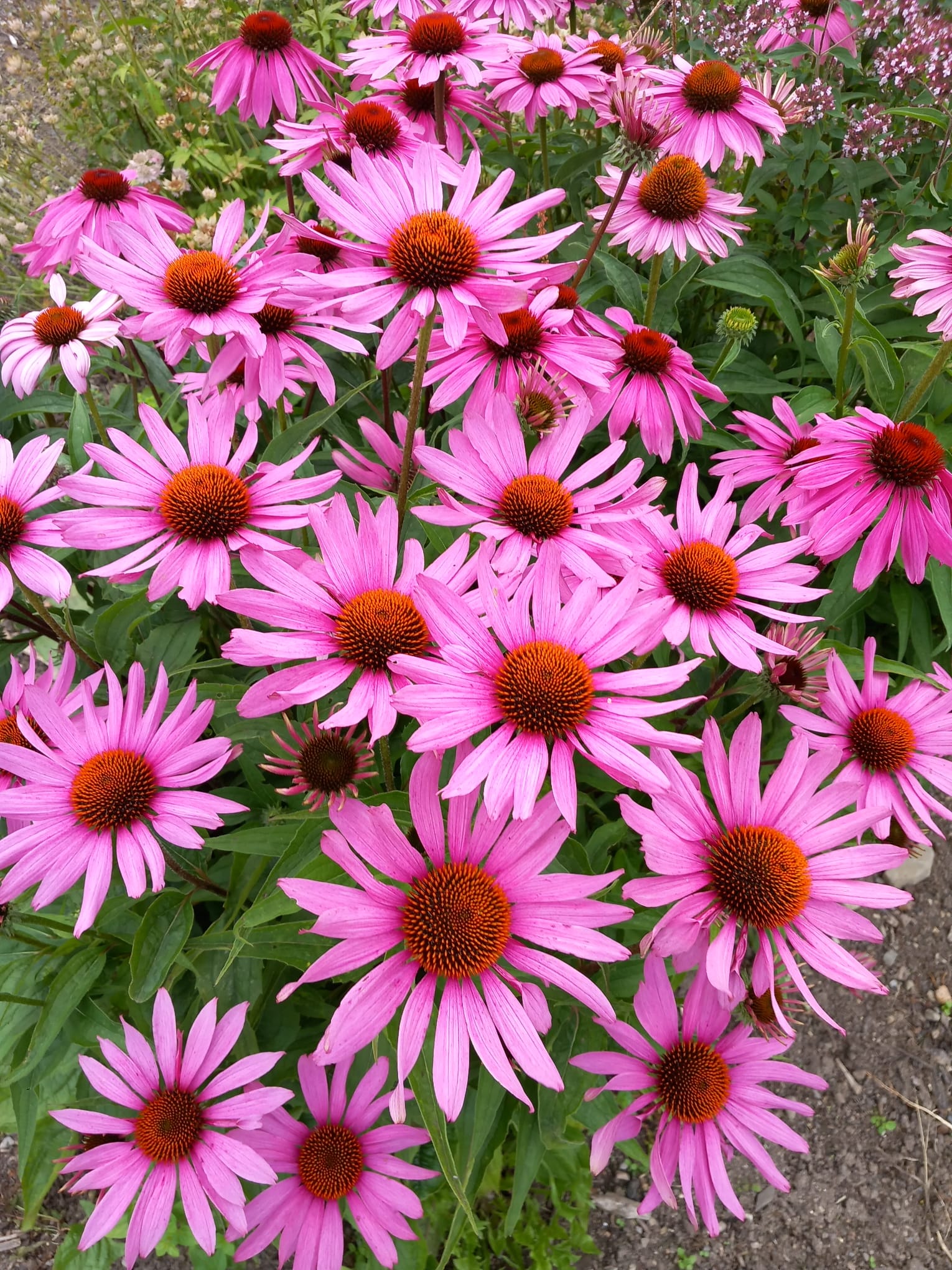 Hand-knit Pure Wool Bobble Beanie Embroidery Daisy Flower Design PN049 - Image 2