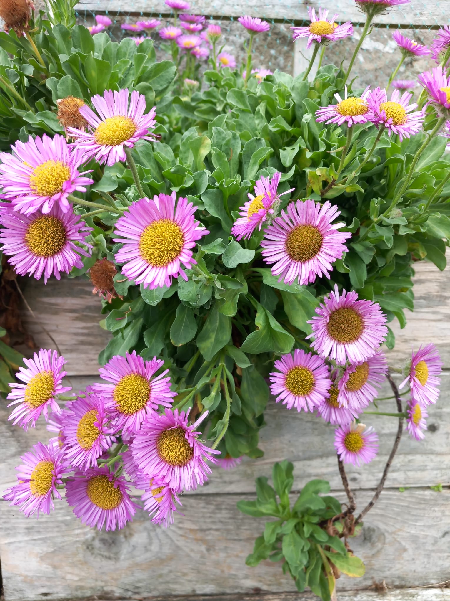 Hand Knitted Pure Wool Headband With Embroidered Flowers HB083 Fine Knit Light Purple - Image 3