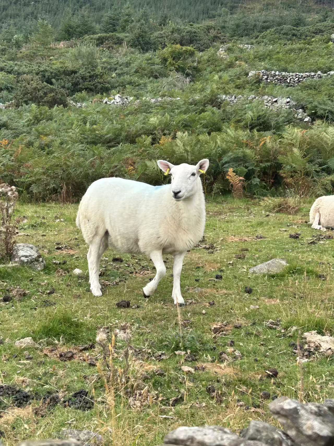 Hand Knitted Pure Wool Flock Of Sheep Winter Headband Baby Pink RC23 - Image 3