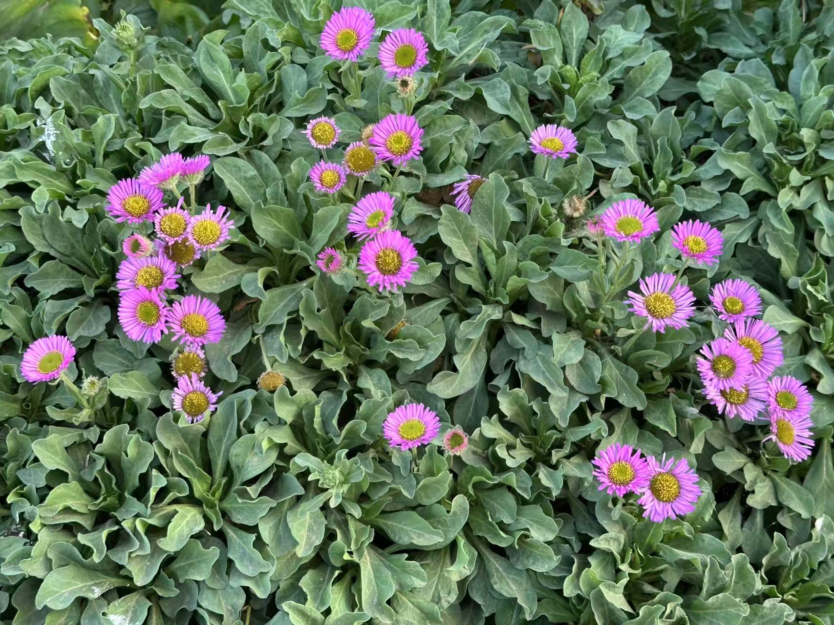 Hand-knit Pure Wool Bobble Beanie Embroidery Daisy Flower Design PN049 - Image 4