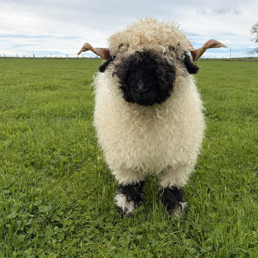 Handmade Wool Felt Valais Blacknose Sheep Ornament - Image 5