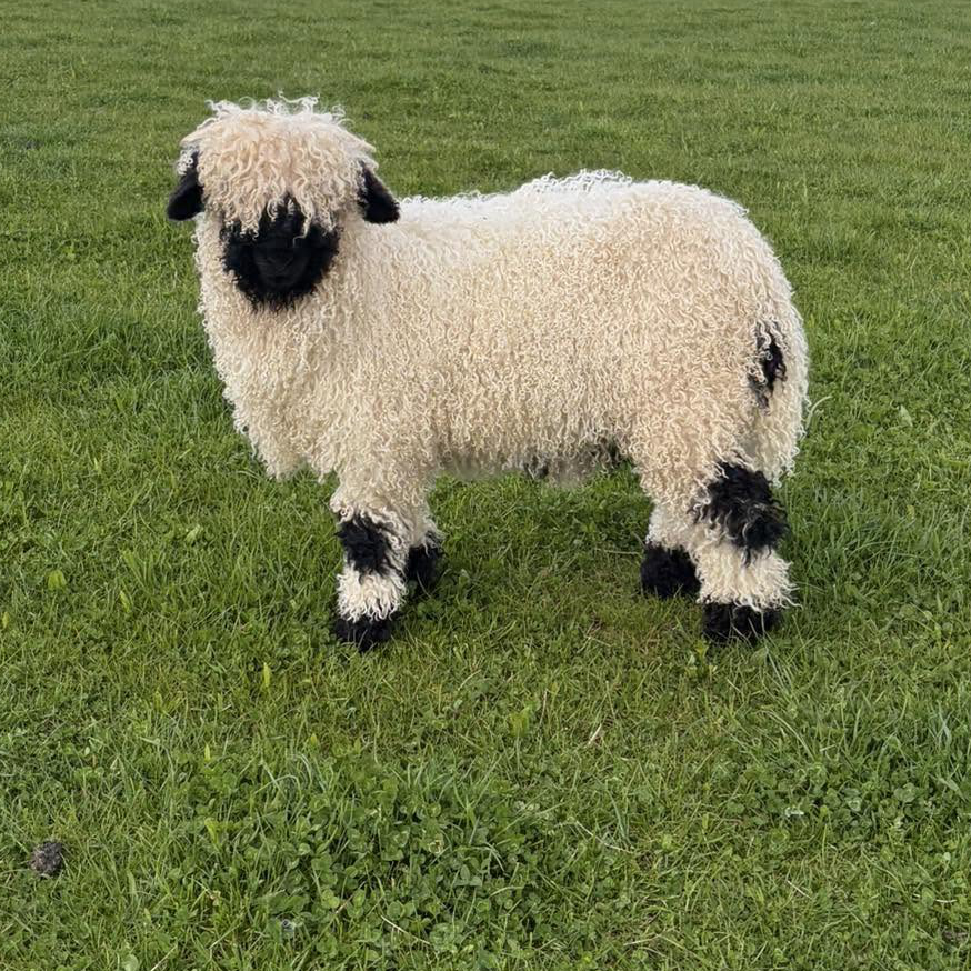 Handmade Wool Felt Valais Blacknose Sheep Ornament - Image 4